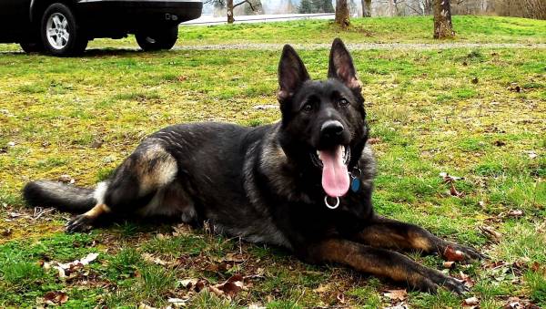 Flint vom Spitzenhund at nine months